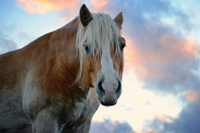 Close-up portrait of horse against sky