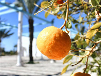 Close-up of orange fruit on tree