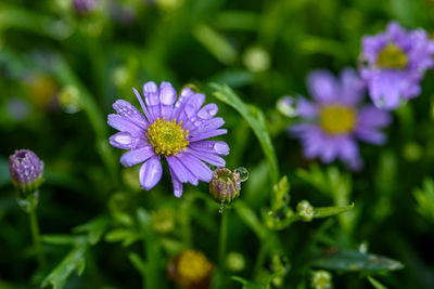 Close-up of purple flowering plant