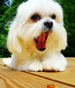 Close-up portrait of dog sitting outdoors