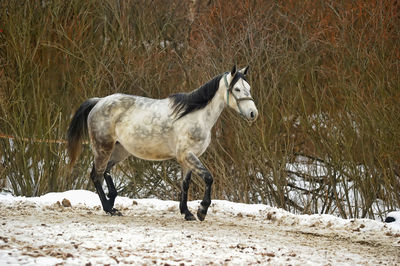 Horse standing on snow covered land