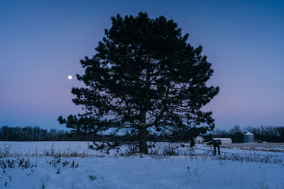 Trees on snow covered field against sky at night