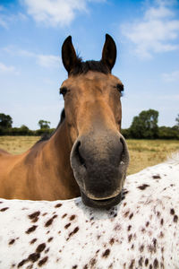 Close-up of horse