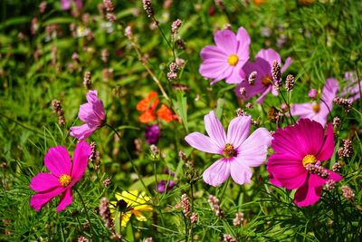 Pink cosmos flowers blooming in field during sunny day