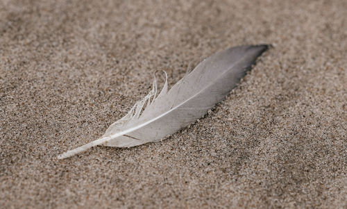 Close-up of feather on sand