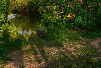 View of an animal on grass