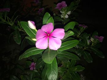 High angle view of pink cosmos blooming outdoors