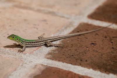 Close-up of lizard