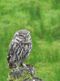 Close-up of owl perching on branch