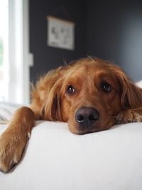Close-up portrait of a dog at home