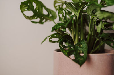 Close-up of plant against white background