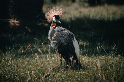 View of a bird on field