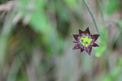 Close-up of purple flowering plant