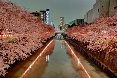 View of narrow canal along cherry trees and buildings in city