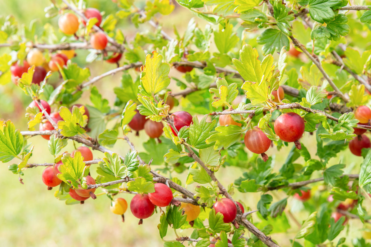 CLOSE-UP OF FRUITS GROWING ON TREE