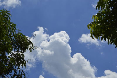 Low angle view of trees against blue sky