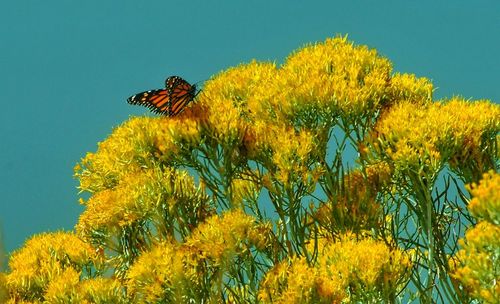 Low angle view of butterfly perching on yellow flower