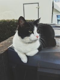 Close-up of cat looking away