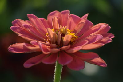 Close-up of pink flower