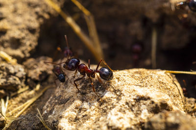 Close-up of ant on rock
