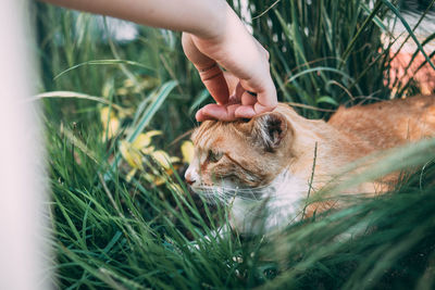 Close-up of a hand on a field