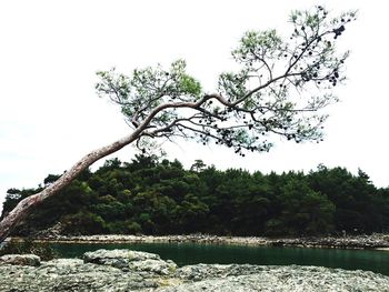 View of lake with trees in background