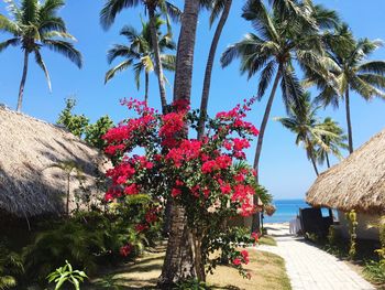 Red flowers on tree by sea against clear sky