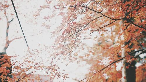 Low angle view of trees