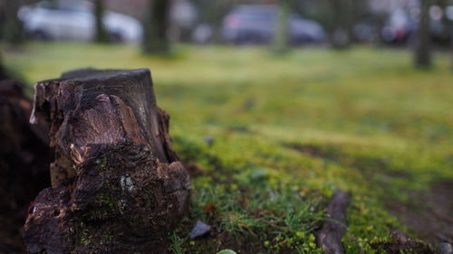 Close-up of tree stump on field