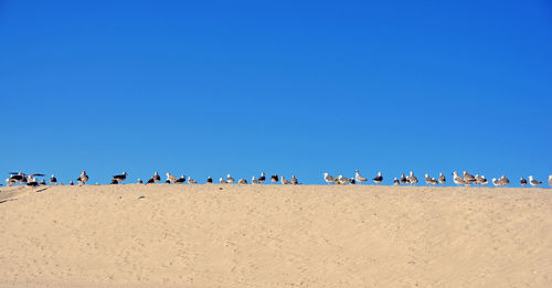 Low angle view of people on beach against clear blue sky