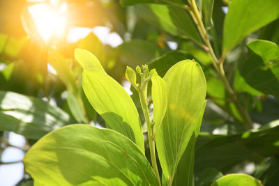 Close-up of plant