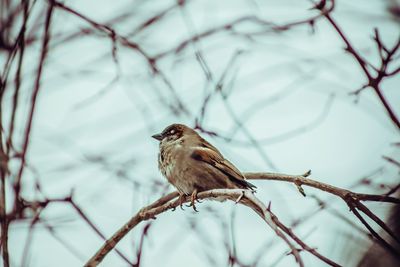 Close-up of bird perching on branch