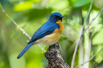 Close-up of bird perching on branch