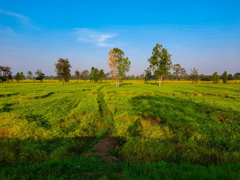 Scenic view of trees on field against blue sky