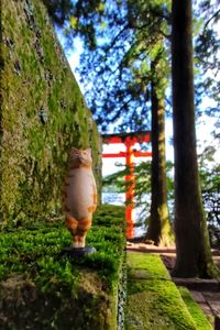 Close-up of horse on tree trunk in forest