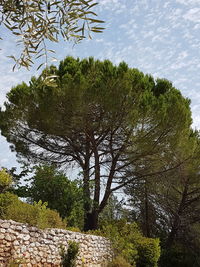 Low angle view of trees in forest against sky