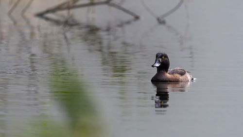 Duck swimming in lake