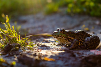 Frog and sunlight