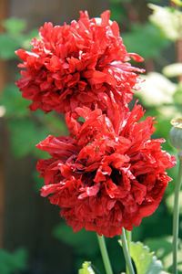 Close-up of red flower