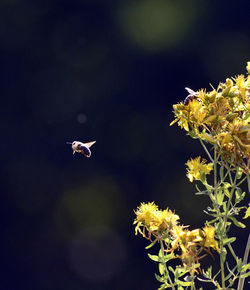 Close-up of bird flying against sky