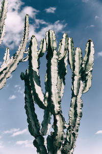 Low angle view of succulent plant against sky