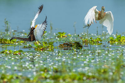 Action fly phsentail jacana and pound heron