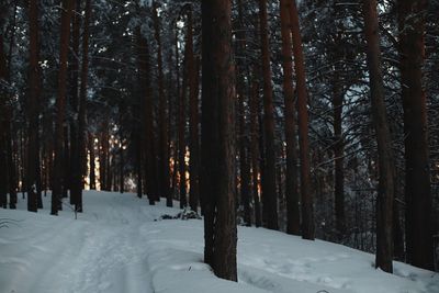 Trees on snow covered field in forest