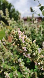 Close-up of pink flowering plants on field