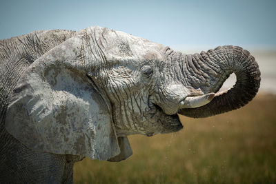 Close-up of african bush elephant spilling water