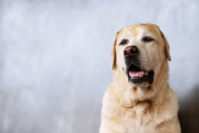 Close-up portrait of a dog