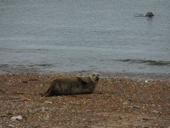 View of seal on beach