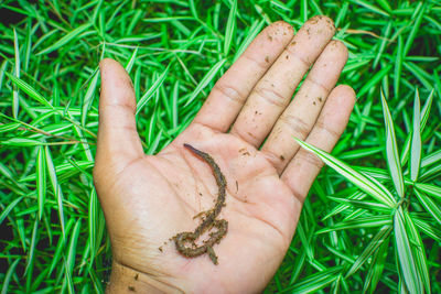 grass
