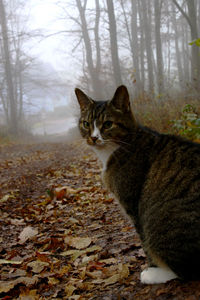 Portrait of cat sitting in forest during autumn