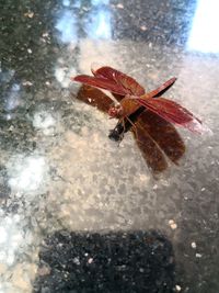 High angle view of insect